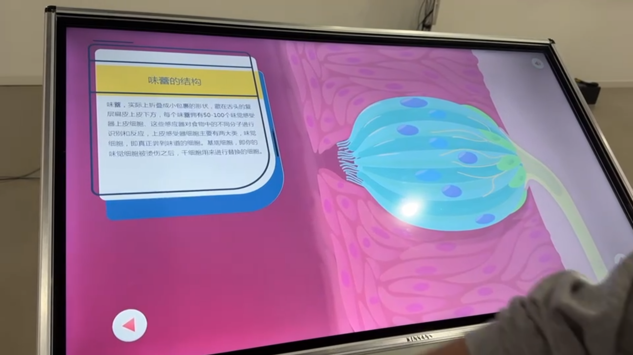 武汉科普展厅 味蕾结构科普可视化界面